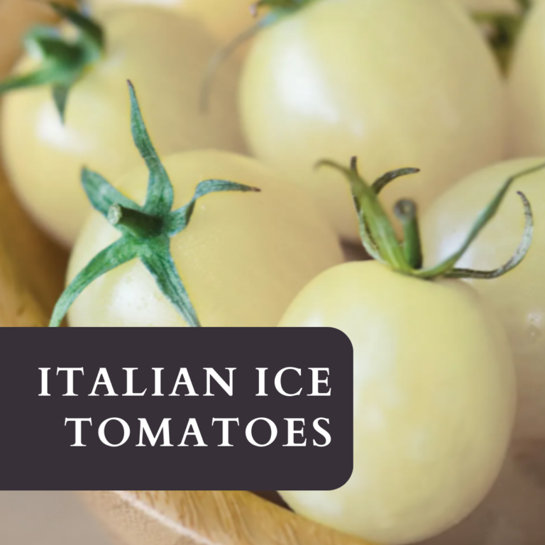 Italian Ice tomatoes: A refeshing Twist in your Garden