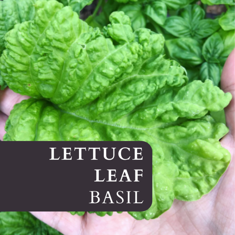 Lettuce Leaf basil: a flavorful giant in the herb garden