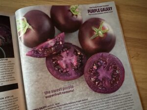 Purple Galaxy Tomato