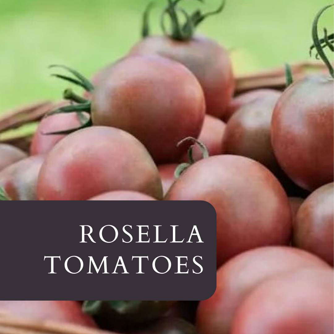 Rosella Tomatoes: A Jewel in Your Garden Crown